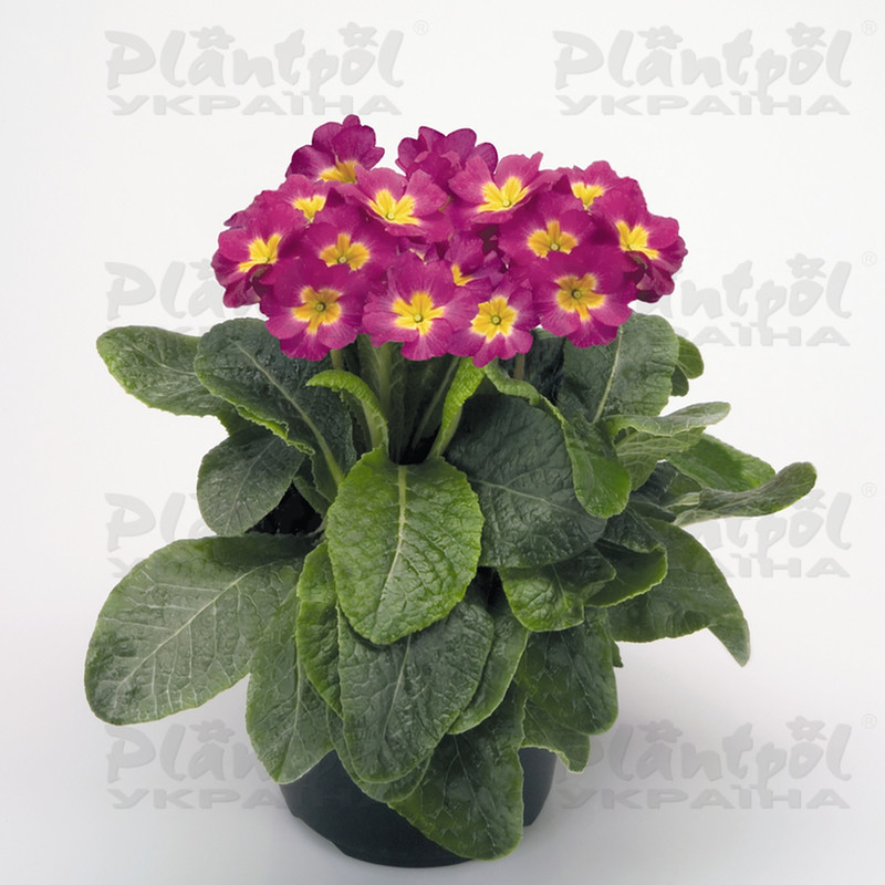 Примула elatior Crescendo F1 Bright Rose