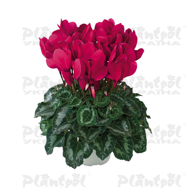 Цикламен Halios HD Grenadine