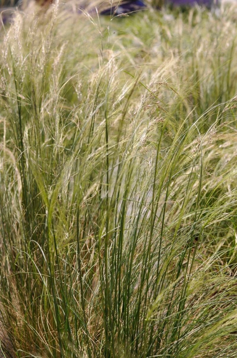 Стіпа Tenuifolia (Plantpol)