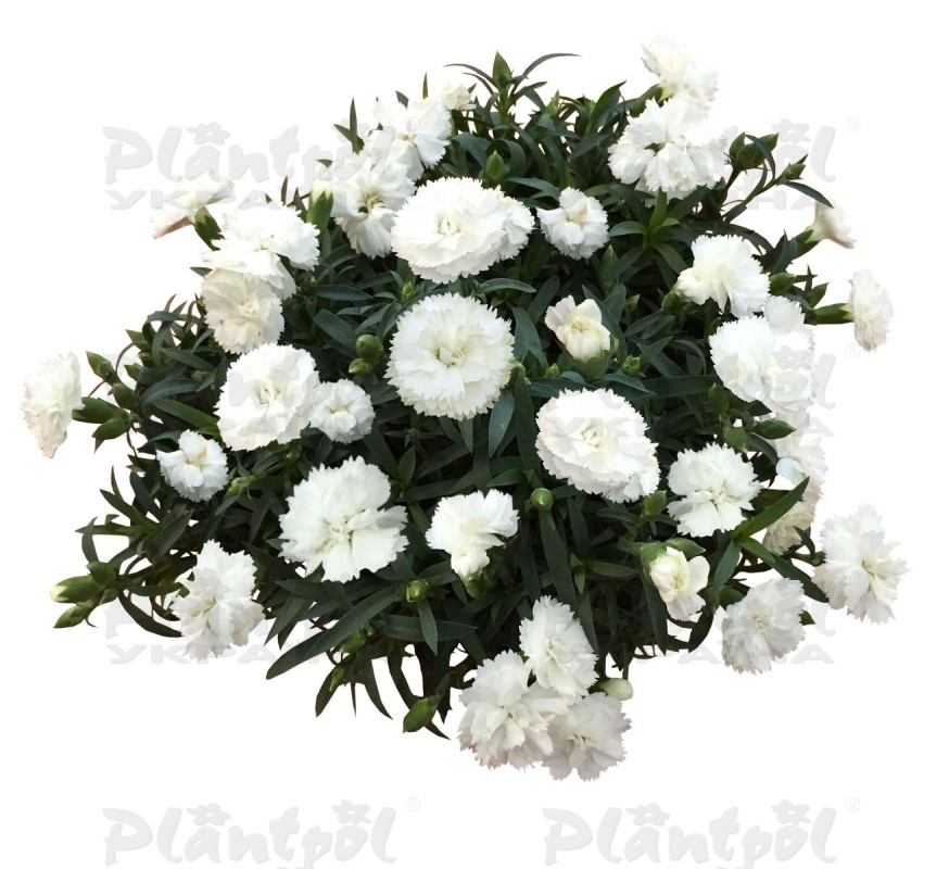 Гвоздика Pinocchio Bianco