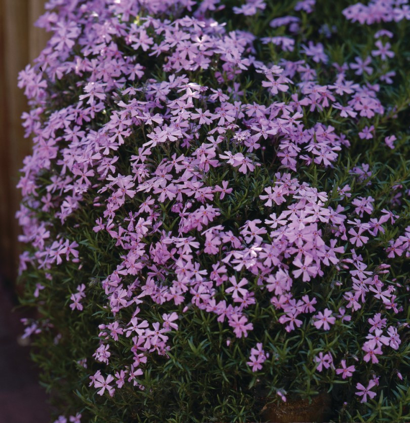Флокс subulata Emerald Cushion Blue (180 палета/Florensis)