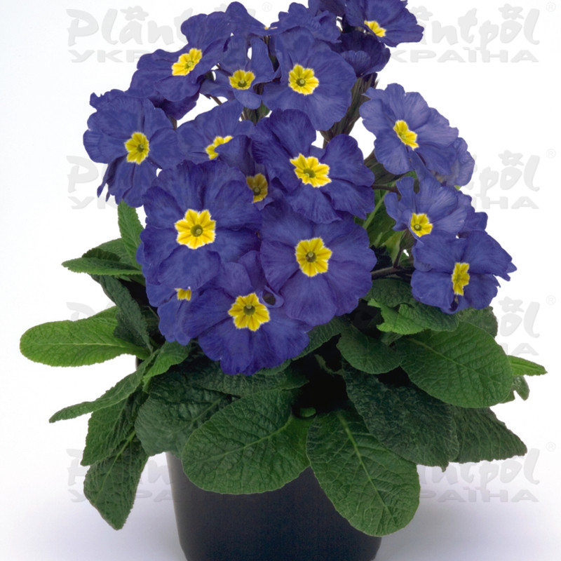 Примула elatior Crescendo F1 Blue Shades