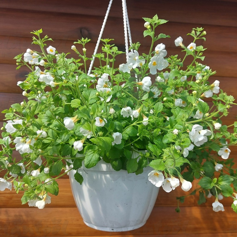 Бакопа Everest Ice