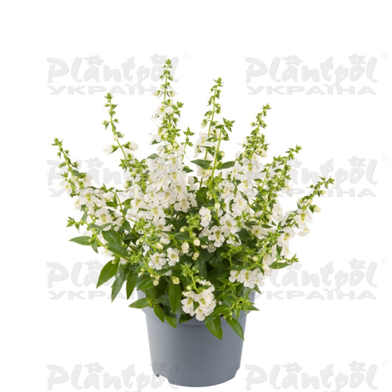 Ангелонія angustifolia Serenita® White (288 палета/Florensis)