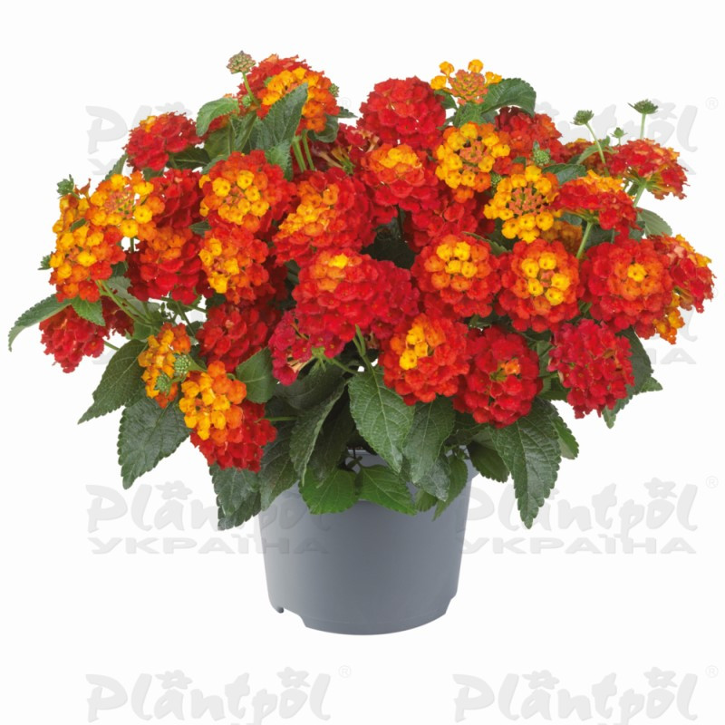 Лантана Shamrock Red (128 палета/Florensis)
