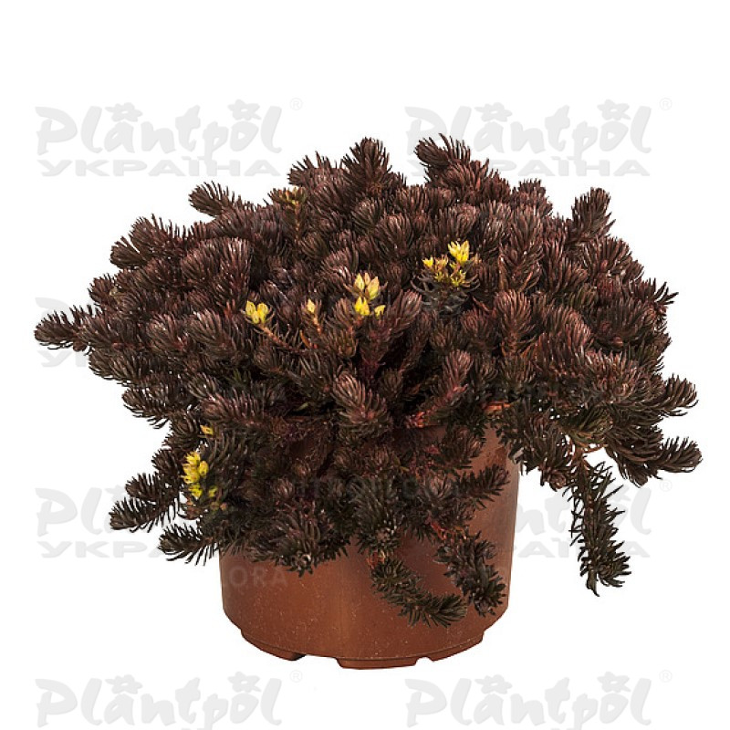 Седум ґрунтопокривний Chocolate Ball (Vitroflora)