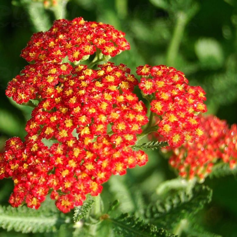 Aхілея Paprika