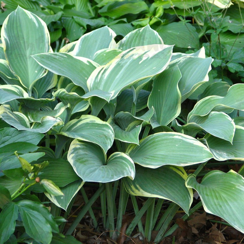 Хоста високоросла Regal Splendor (Vitroflora)