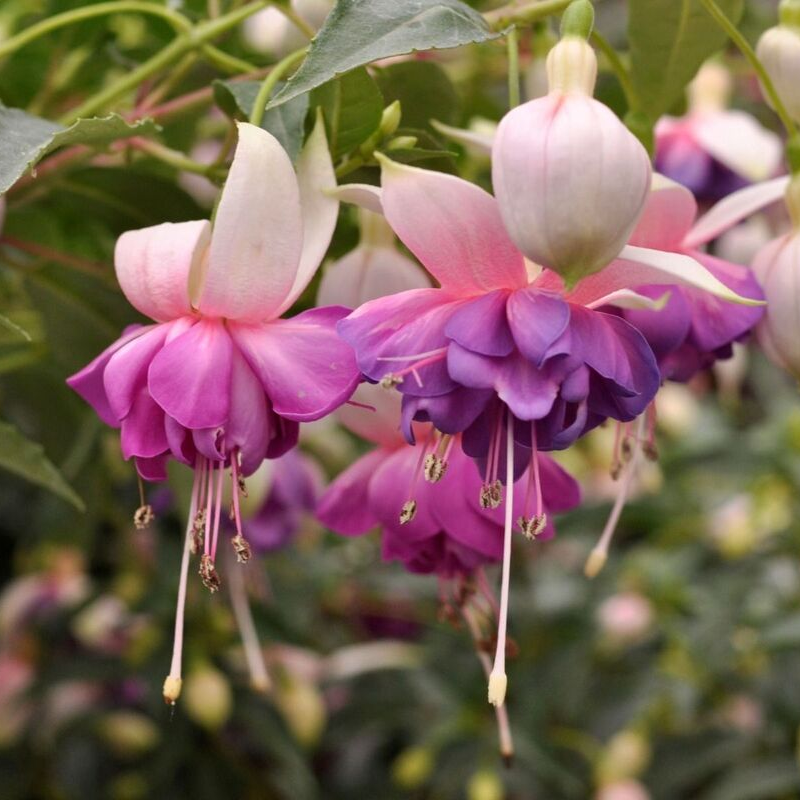 Фуксія Shadow Dancer Beatrice