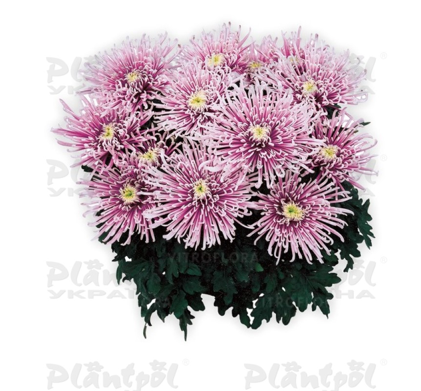 Хризантема великоквіткова горшкова Chusan Violet (Vitroflora)