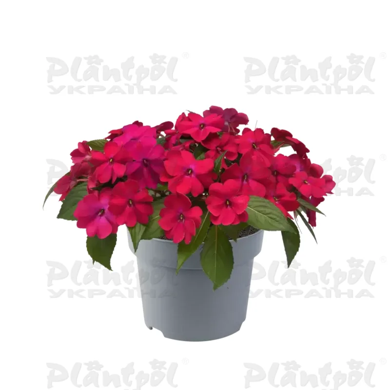 Імпатієнс New Guinea Solarscape Magenta Bliss (180 палета/Florensis)