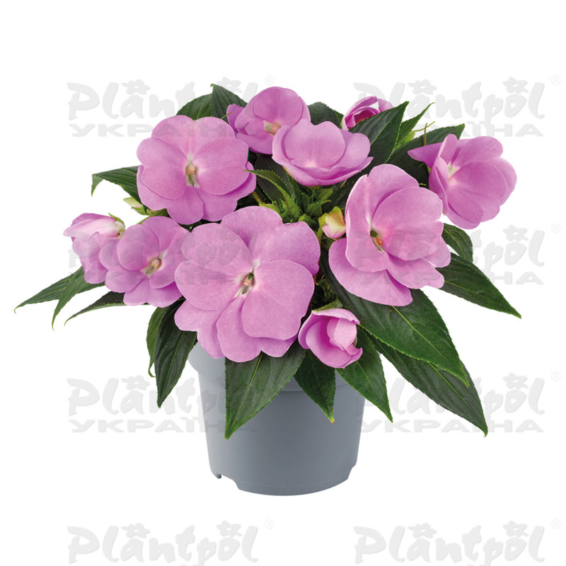 Імпатієнс New Guinea Clockwork GL Lavender Improved