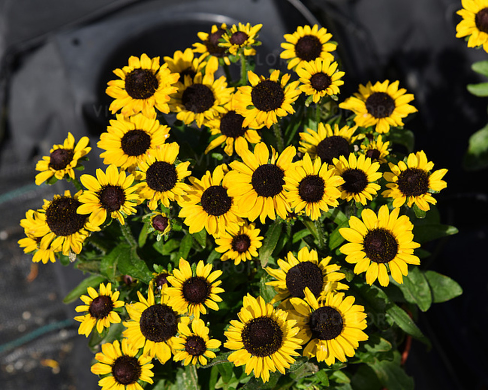Рудбекія Littlebeckia Yellow