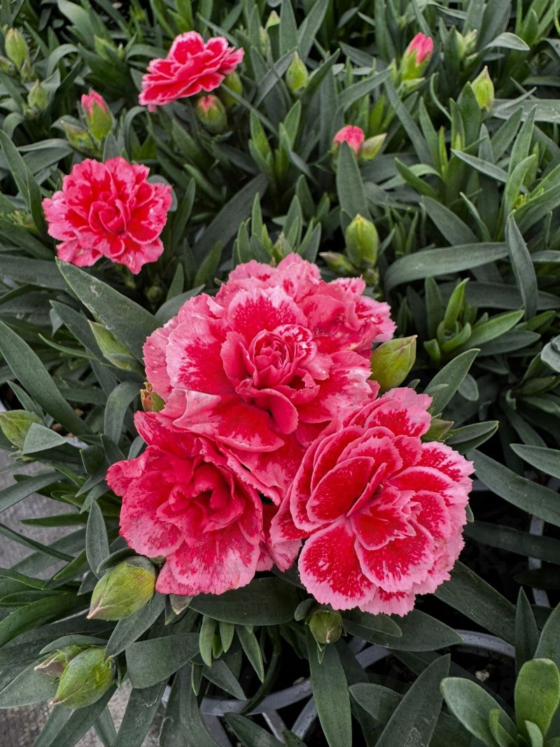 Гвоздика Oscar Antique Pink