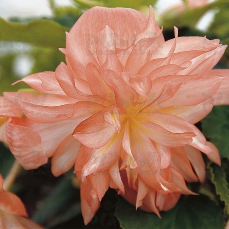Бегонія Belleconia Soft Orange