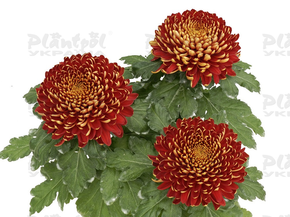 Хризантема великоквіткова горшкова Nagano Rouge