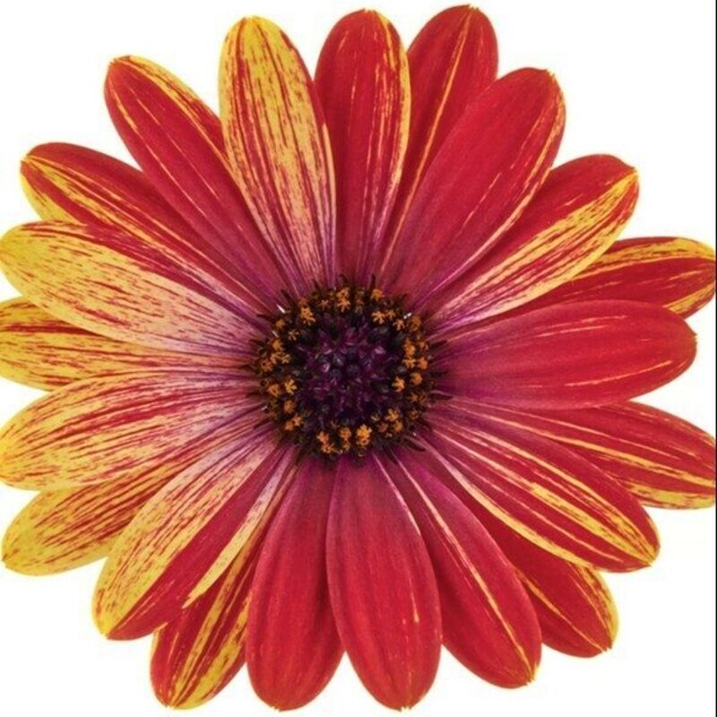 Остеоспермум Cape Daisy Zanzibar Fireworks Red