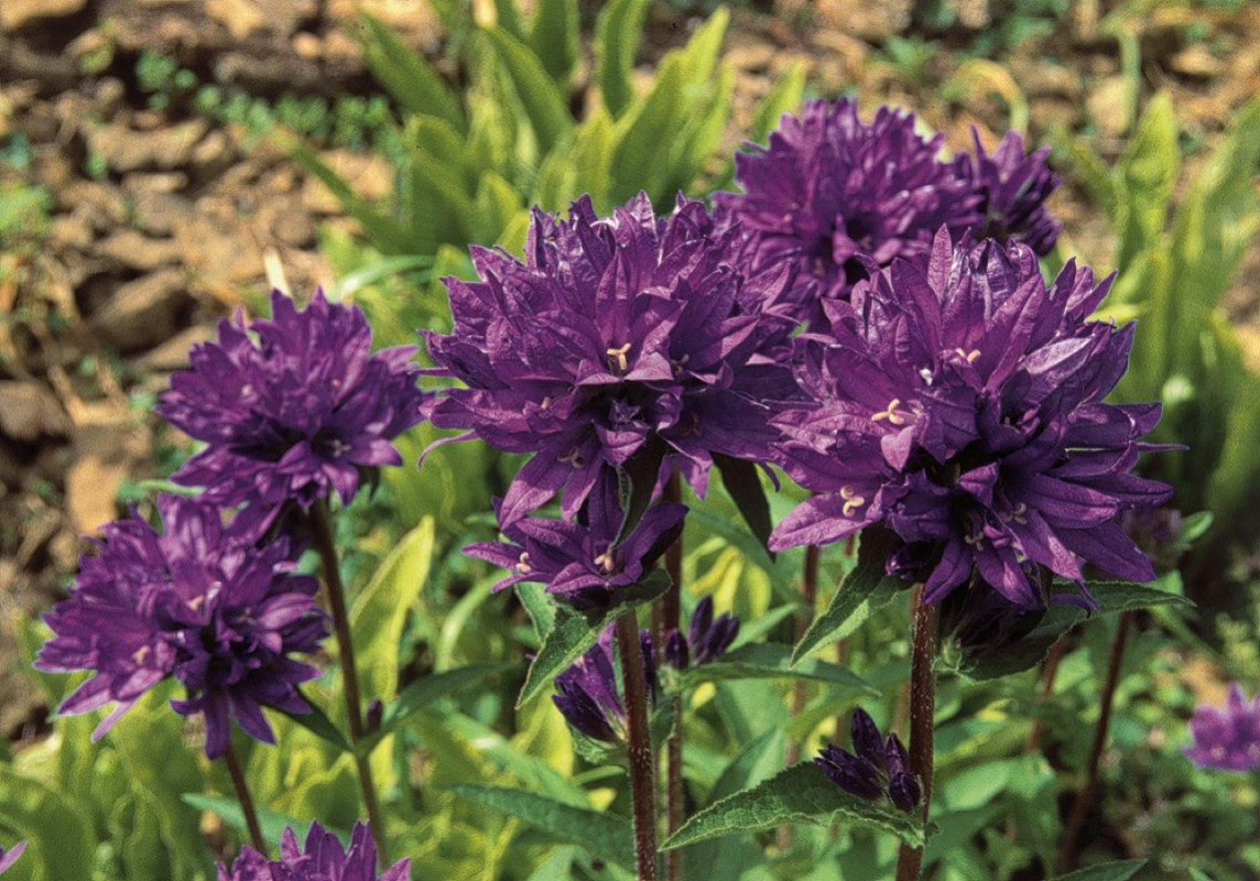 Кампанула Acaulis Blue (288 палета/Florensis)
