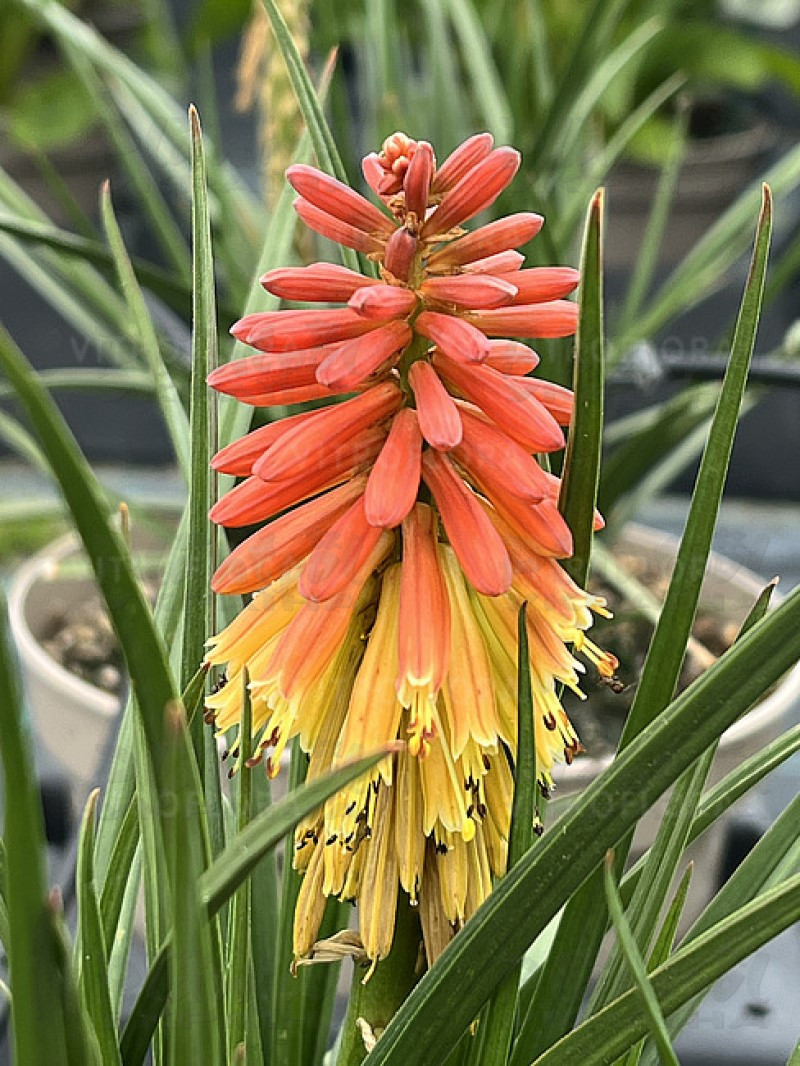 Кніфофія Rocket Jr. (Vitroflora)