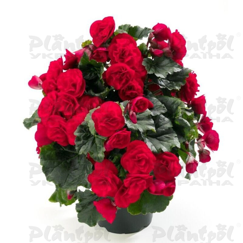 Бегонія Cottage Carmen Red