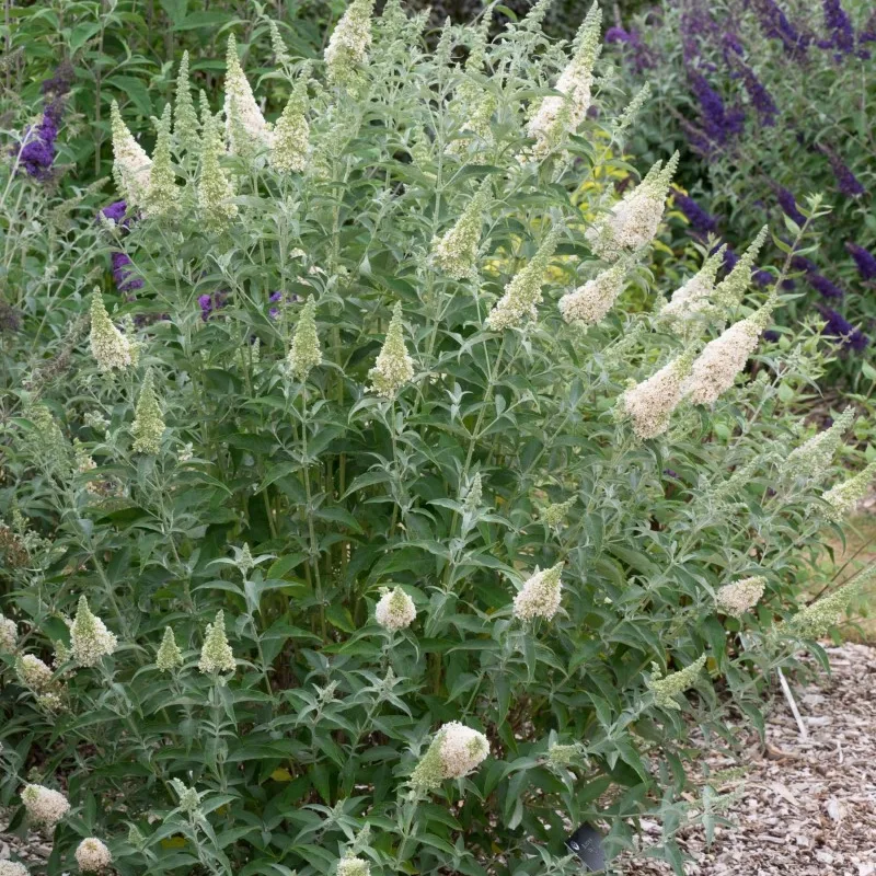 Будлея Buzz Ivory