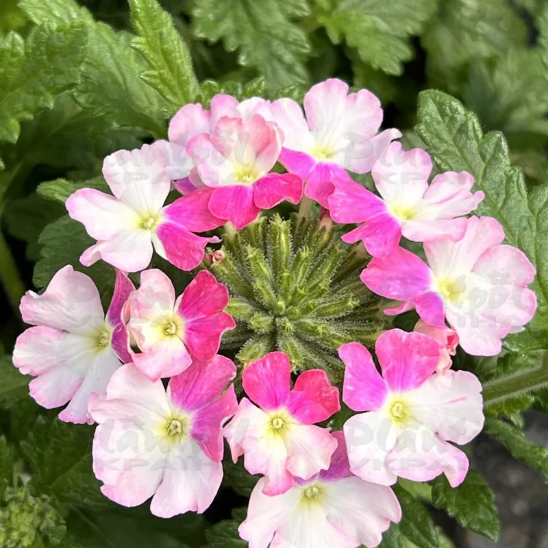 Фото 2