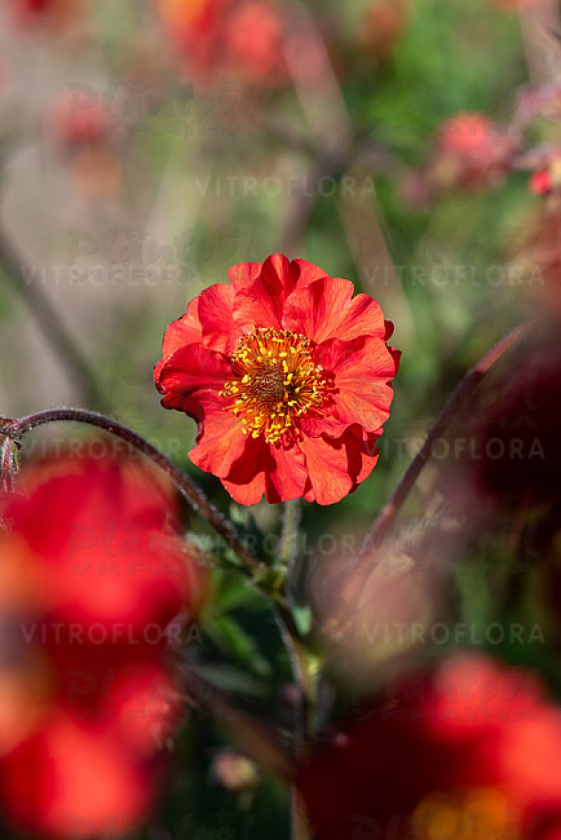 Гравілат Sangria (Vitroflora)