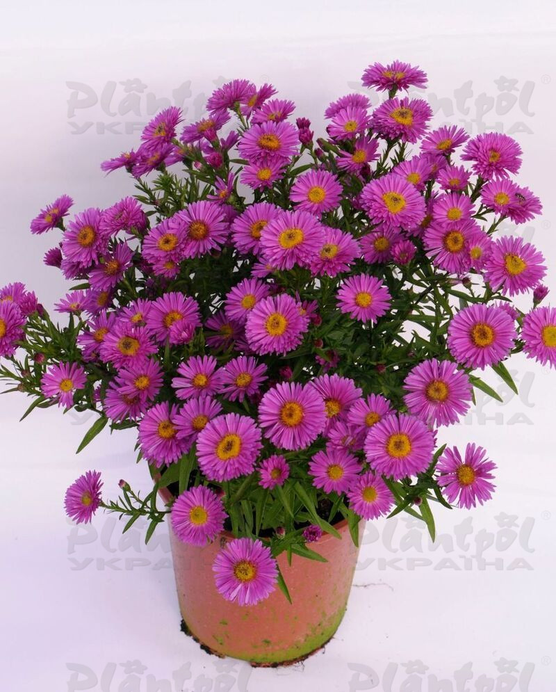 Айстра Rose Crystal (Plantpol)