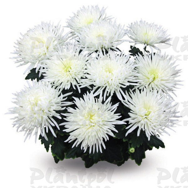 Хризантема великоквіткова горшкова  Alaka White (Vitroflora)