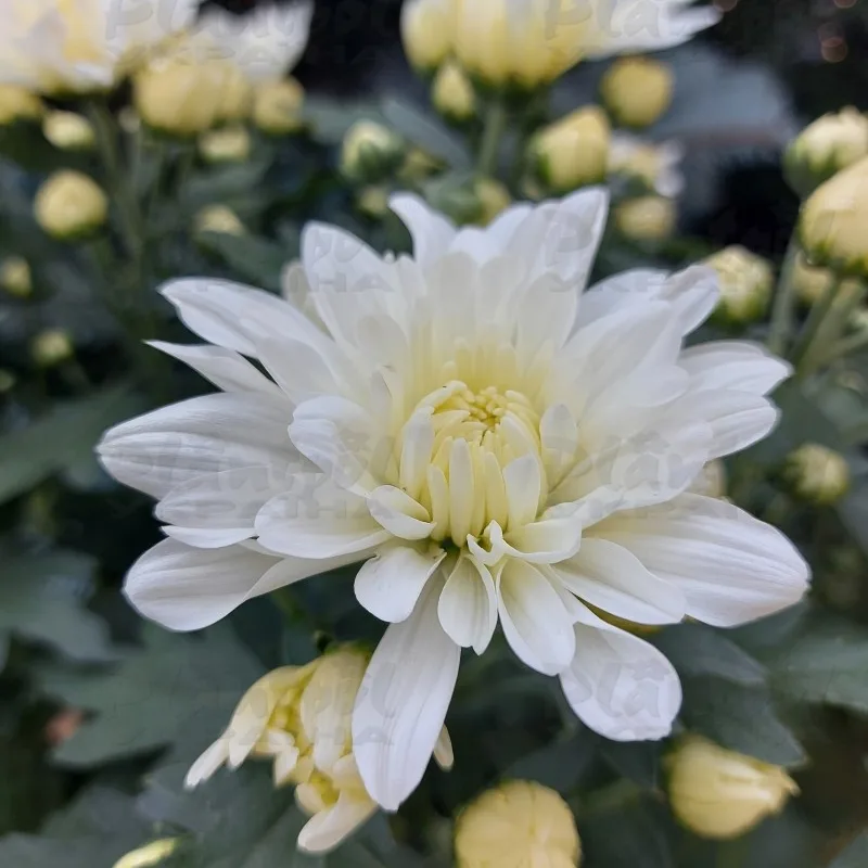 Фото 6