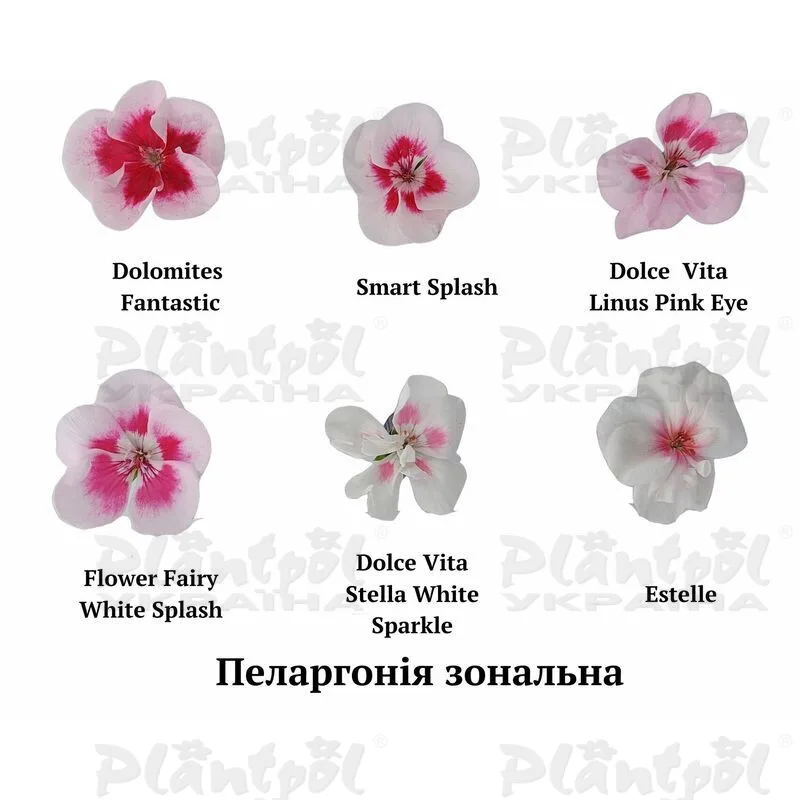 Фото 3
