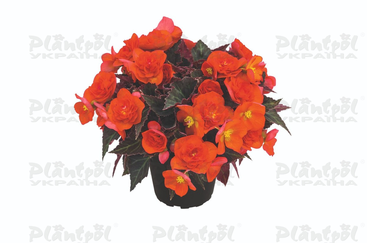 Бегонія Bellissa Hot Orange