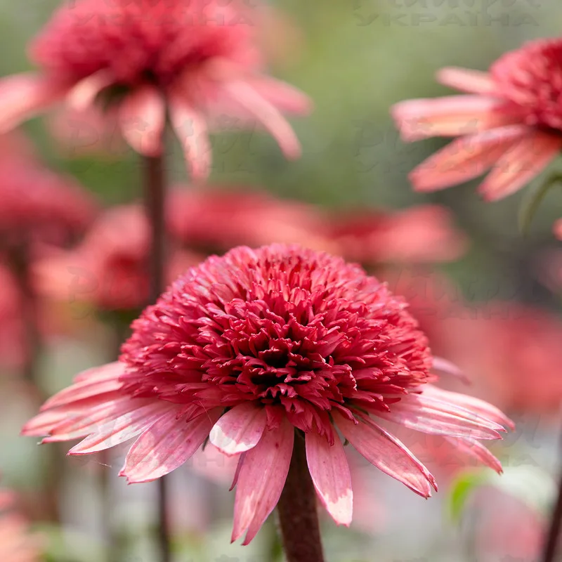 Фото 2
