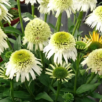 Фото 2