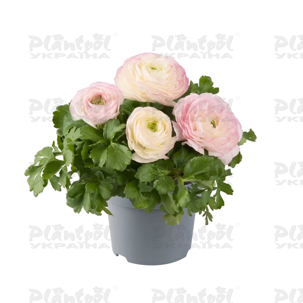 Жовтець Ranunculus Vortex F1 Pink Bicolour (180 палета/Florensis)