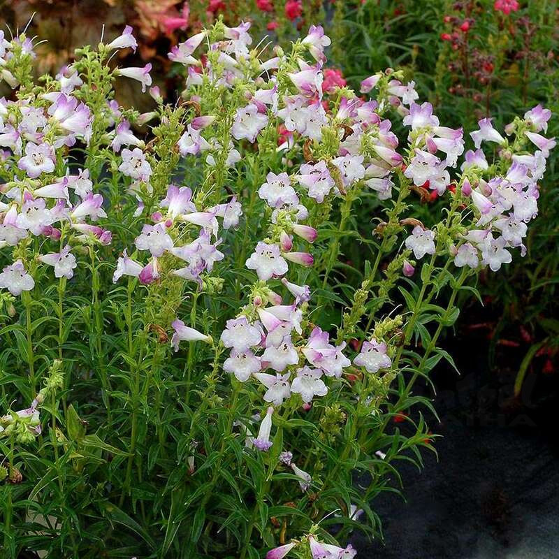 Пенстемон Harlequin™ Lilac (Plantpol)