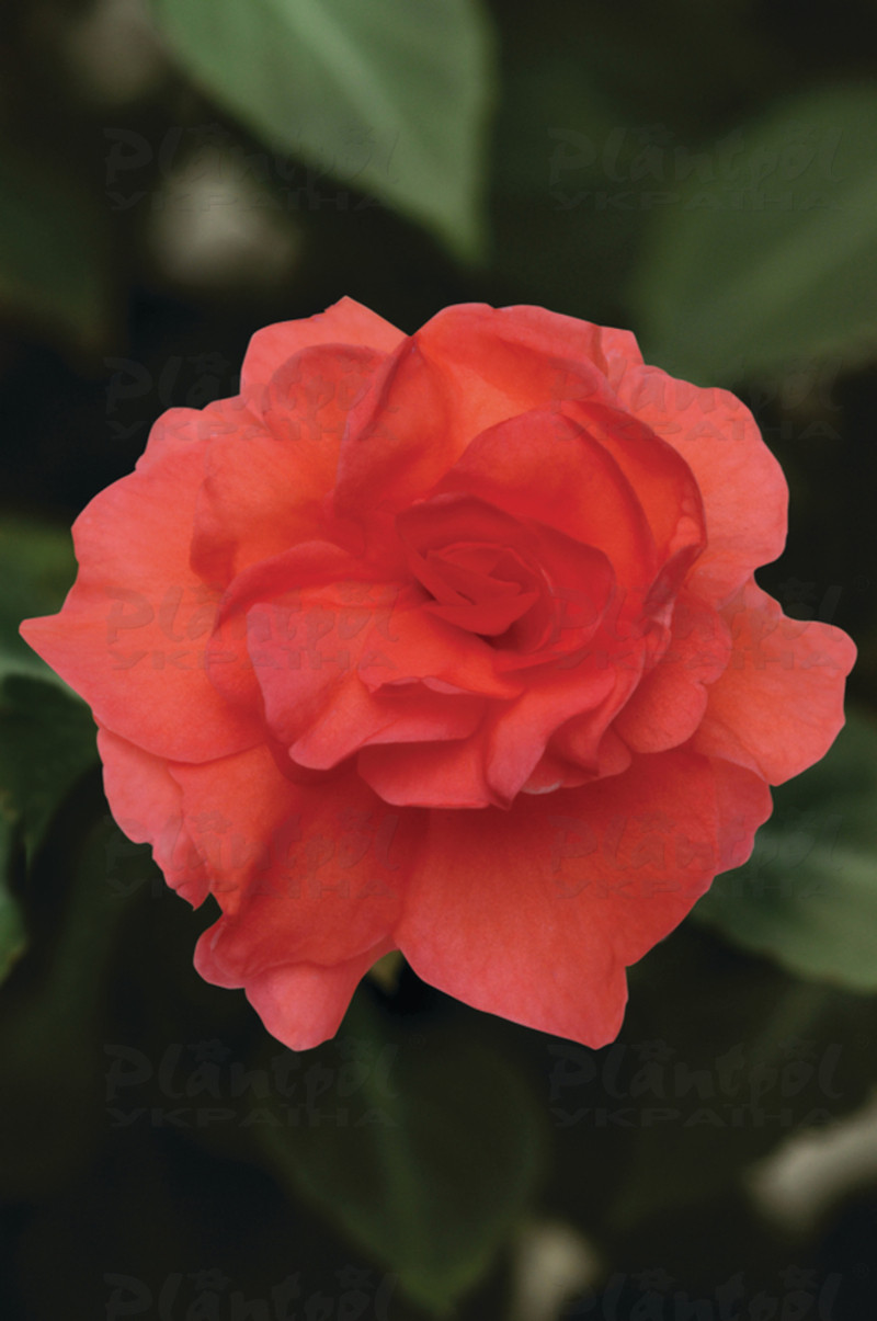 Імпатієнс walleriana Fiesta Bonita Salmon