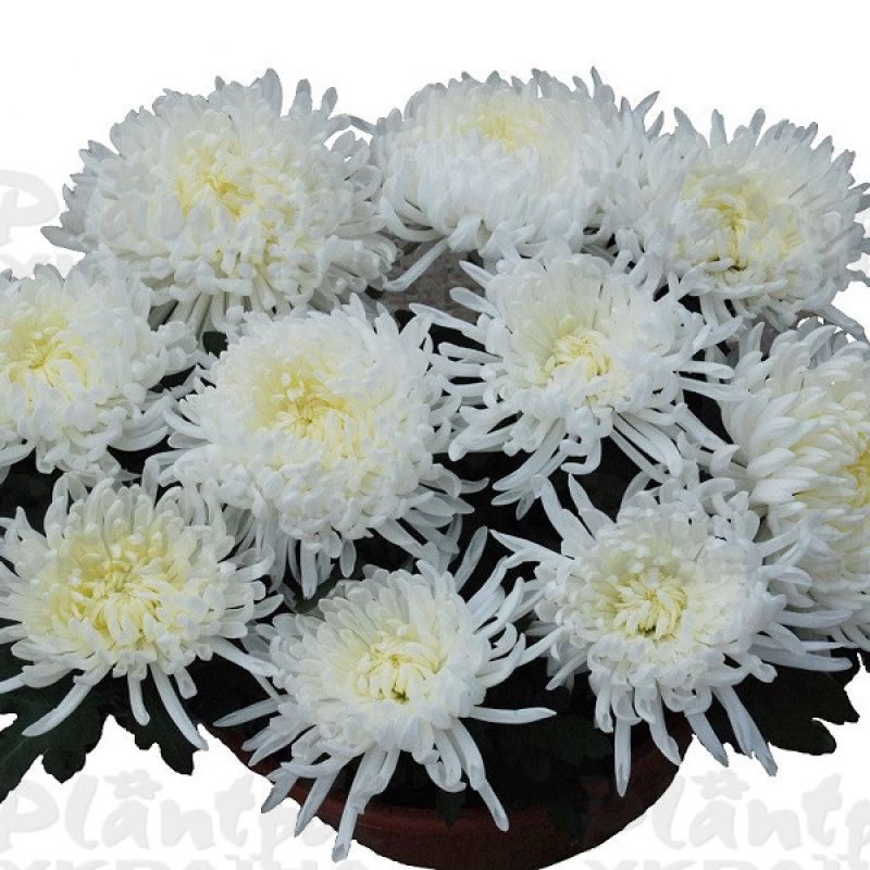 Хризантема великоквіткова горшкова Pickneige Blanc