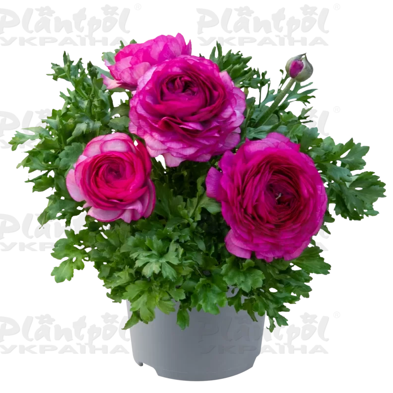 Жовтець Ranunculus Vortex F1 Purple (180 палета/Florensis)