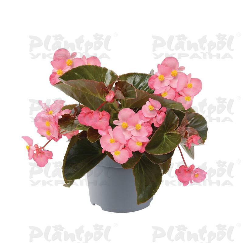 Бегонія Hybrida Megawatt Pink Bronze Leaf (84 палета/Florensis)