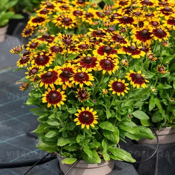 Фото 2