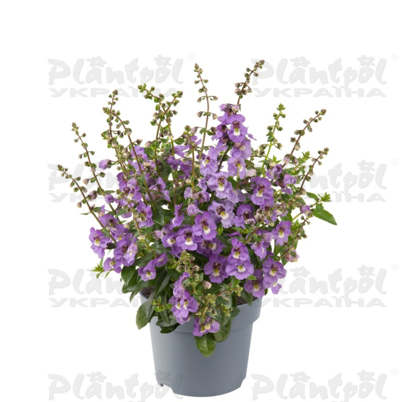 Ангелонія angustifolia Serenita® Sky Blue (288 палета/Florensis)