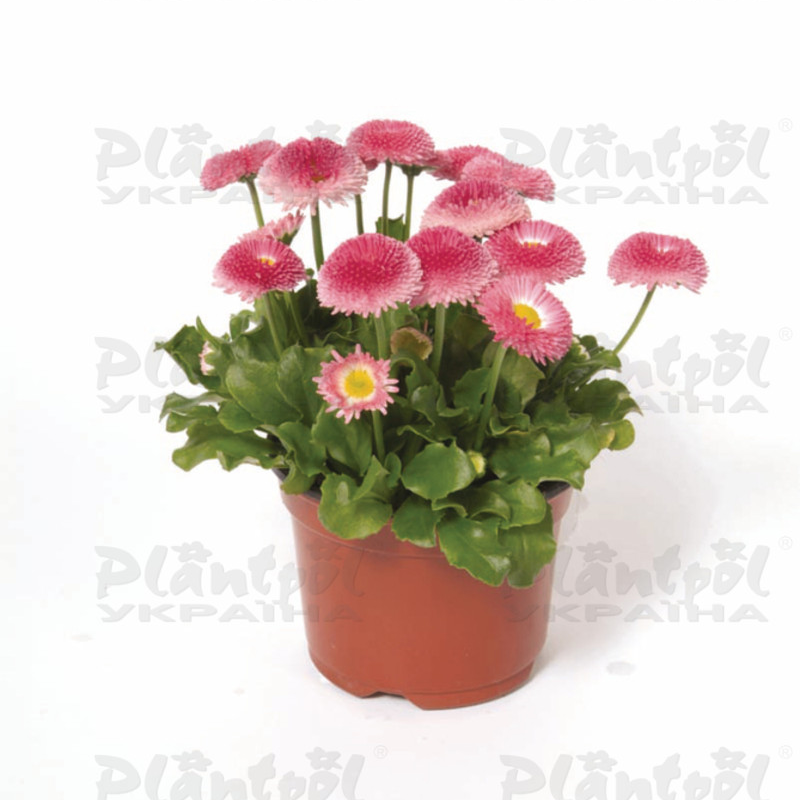 Стокротки bellis perennis Bellissima Rose Bicolour (288 палета)