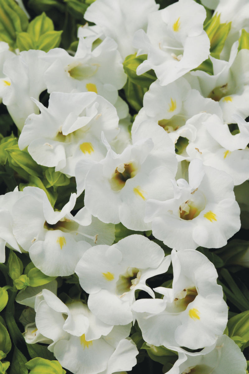 Торенія fournieri Kauai White (288 палета/Florensis)