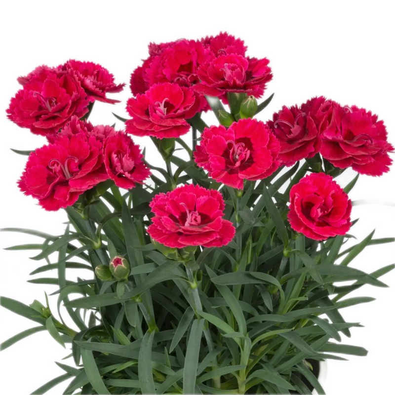 Гвоздика Dinamic Cherry