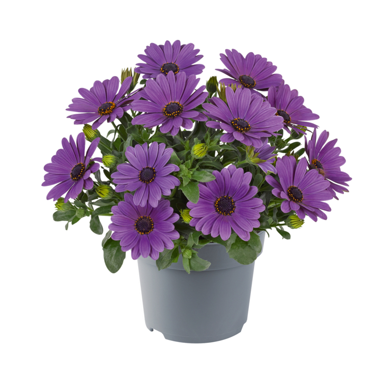 Остеоспермум Dalina Compact Lavender