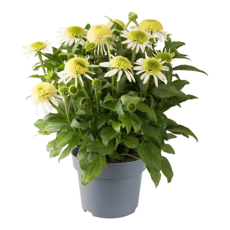 Ехінацея махрова низька Sombrero Double White (84 палета/Florensis)