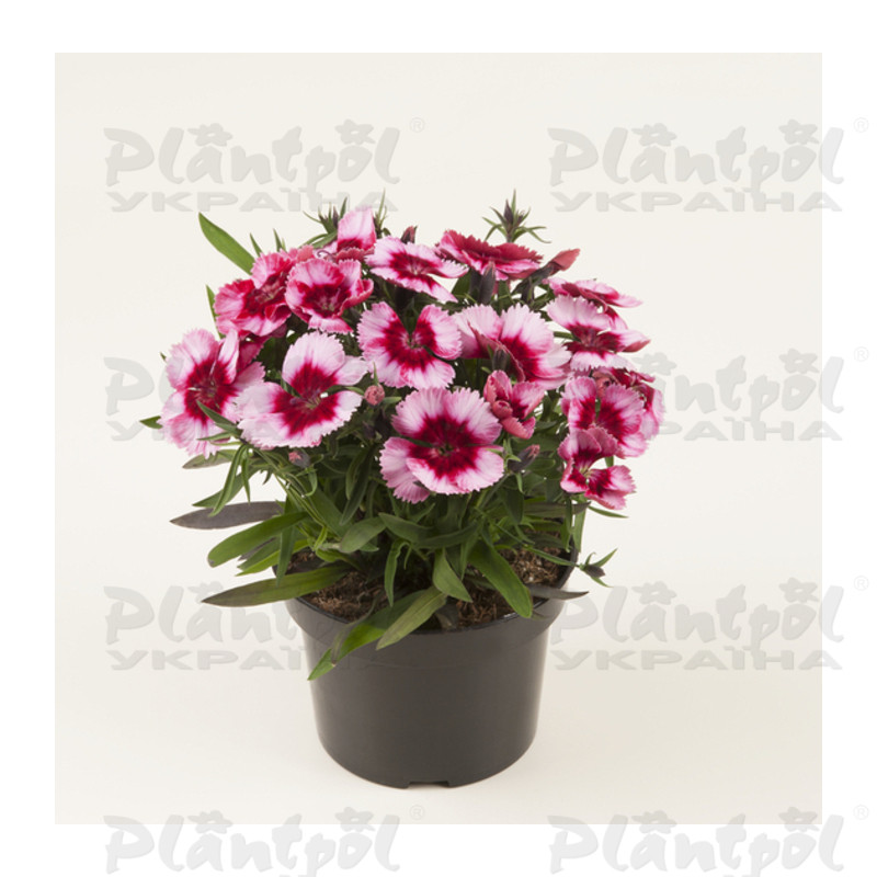 Гвоздика Coronet F1 Raspberry (288 палета/Florensis)