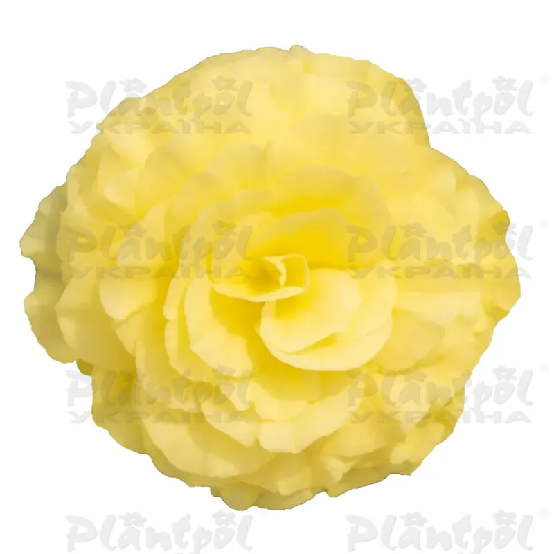 Бегонія Tuberhybrida Nonstop F1 Lemon (84 палета/Florensis)