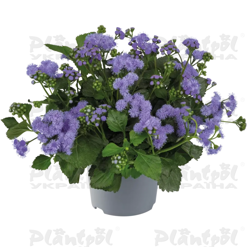 Агератум Monarch Magic (128 палета/Florensis)